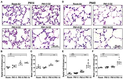 An Experimental Model of Bronchopulmonary Dysplasia Features Long-Term Retinal and Pulmonary Defects but Not Sustained Lung Inflammation